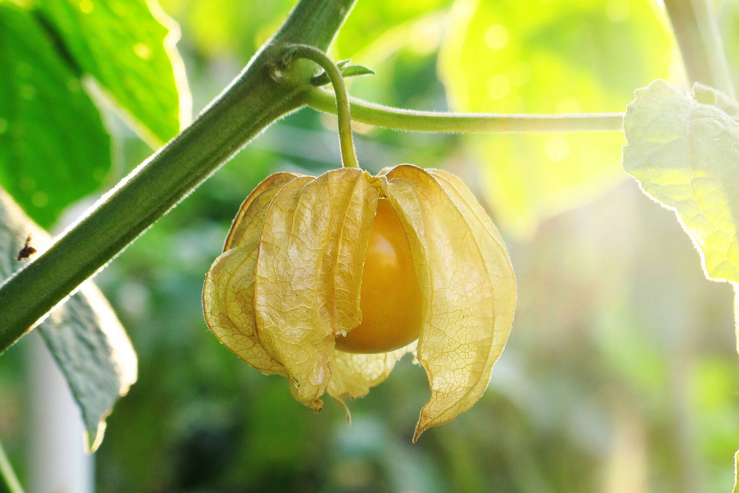 Physalis pièce